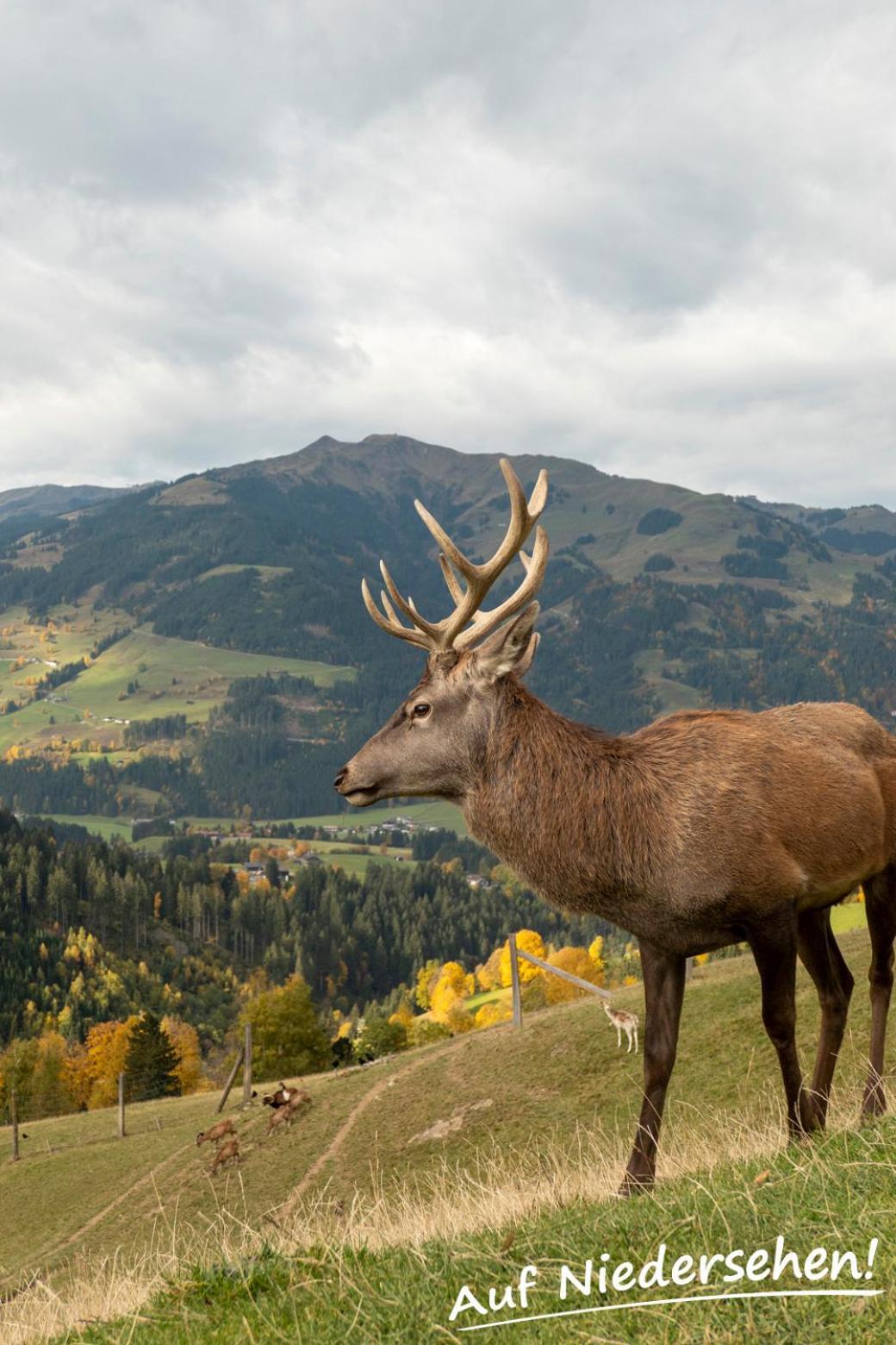 Ferienwohnung Auf Niedersehen - 8 Personen - Kitzbuehler Alpen - Hoehe Tauern Np Hollersbach im Pinzgau Exterior foto